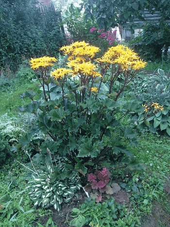 Бузульник гибридный Osiris Fantaisie