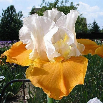 Ирис бородатый Пампкин Чизкейк