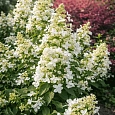 Гортензия метельчатая Levana