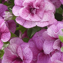 Калибрахоа Can-Can Rosies Pink Vein (кашпо)