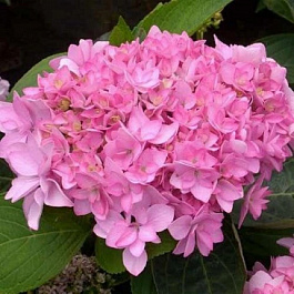 Гортензия крупнолистовая Романс Пинк