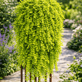 Вербейник монетчатый Goldilocks