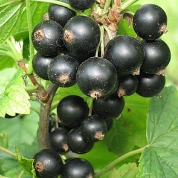 Смородина черная Галинка