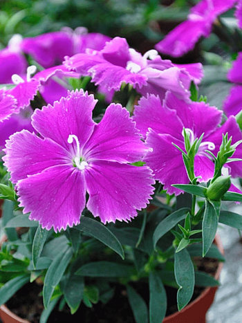 Гвоздика китайская Diana Blueberry