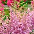 Астильба Арендса Hyazinth