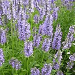 Котовник жилковый Blue Moon