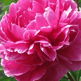 Пион Молочноцветковый Jadwiga