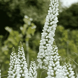 Вероника колосистая Alba