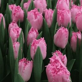 Тюльпан Santander