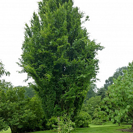 Бук лесной Dawyck 