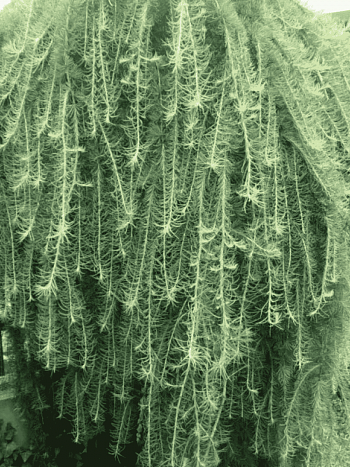 Лиственница кемпфера