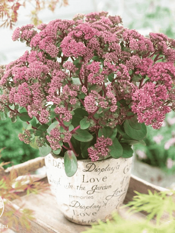 Очиток большой Seduction Green Pink