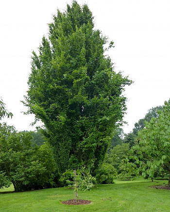 Бук лесной Dawyck 