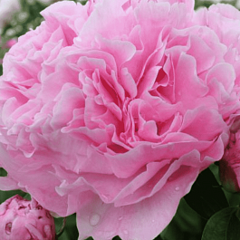 Пион Молочноцветковый Miss Eckhart