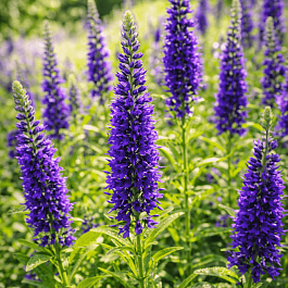 Вероника колосистая Blue Indigo