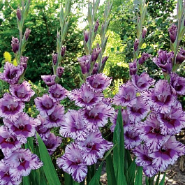 Гладиолус крупноцветковый Пассос