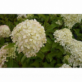 Гортензия метельчатая Жемчужина фестиваля Гортензия метельчатая Жемчужина фестиваля