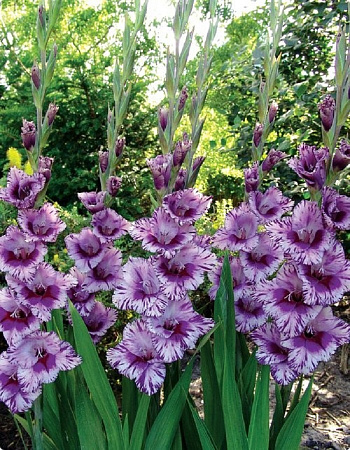 Гладиолус крупноцветковый Пассос