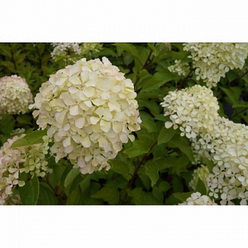 Гортензия метельчатая Жемчужина фестиваля