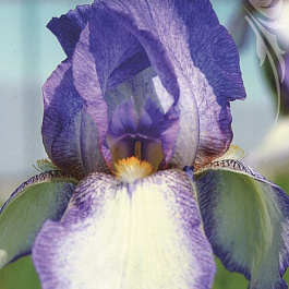 Ирис бородатый Акрополь