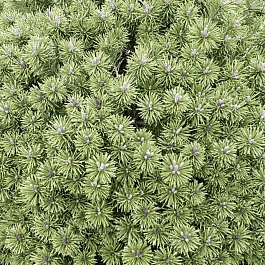 Сосна горная Litomysl