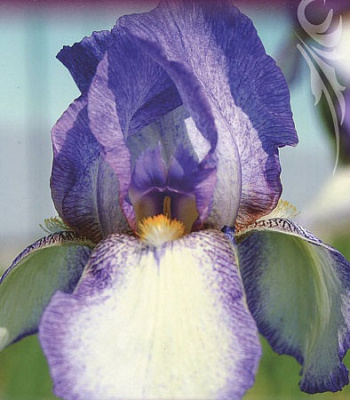 Ирис бородатый Акрополь