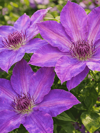 Клематис гибридный Baltyk