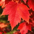 Клен красный Red Sunset