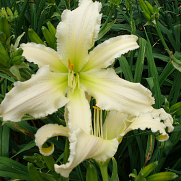 Лилейник гибридный Хевенли Керлз НАБОР 2ШТ (1+1)