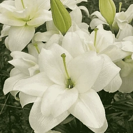 Лилия Belvedere