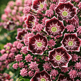 Кальмия широколистная Latchmin