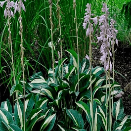 Хоста White Bikini