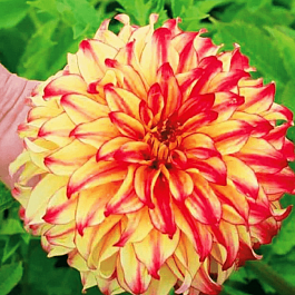 Георгина Lady Darlene