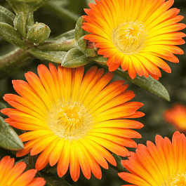 Делосперма культурная Suntropic Copper