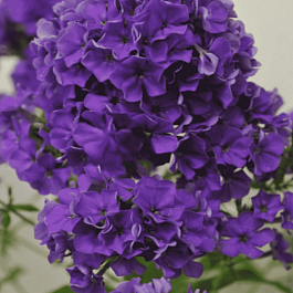 Флокс метельчатый Гардемарин