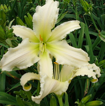 Лилейник гибридный Хевенли Керлз НАБОР 2ШТ (1+1)