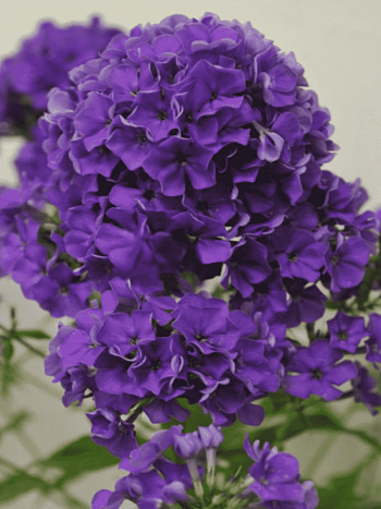 Флокс метельчатый Гардемарин