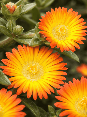 Делосперма культурная Suntropic Copper