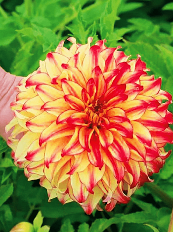 Георгина Lady Darlene