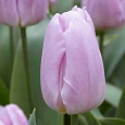 Тюльпан Light Pink Prince
