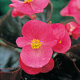 Бегония вечноцветущая бронзоволистная Гавана Роуз Бегония вечноцветущая бронзоволистная Гавана Роуз