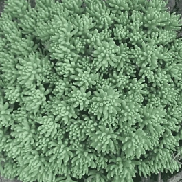 Очиток испанский