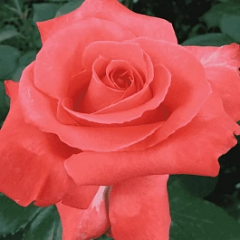 Роза чайно-гибридная Wow