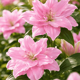 Лилия Roselily Editha