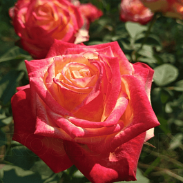 Роза чайно-гибридная Utopia