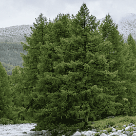 Лиственница сибирская