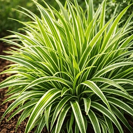 Осока Морроу Ice Dance