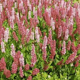 Горец родственный Kabouter