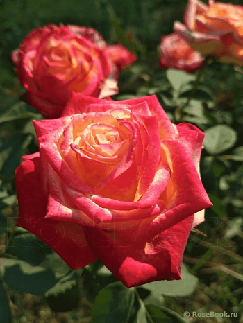 Роза чайно-гибридная Utopia