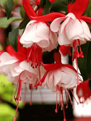 Фуксия ампельная leonita double red-white